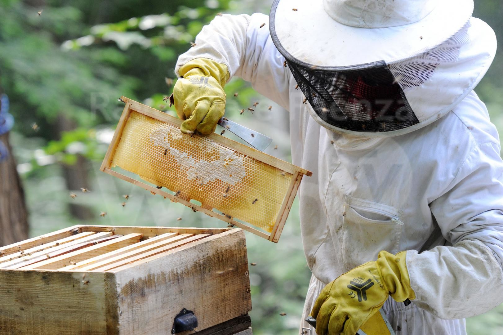 Когда собирают мед. Пчеловодство. Улей на пасеке. Пасечник на пасеке. Пчеловодство мед.