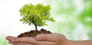 Casal Borsetti, messe a dimora 600 piante come schermatura della Centrale Eni