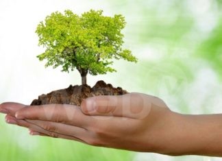 Casal Borsetti, messe a dimora 600 piante come schermatura della Centrale Eni