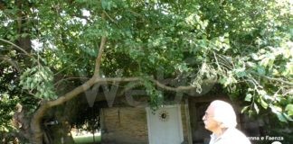 Gelso di oltre 350 anni si spezza col maltempo. Il proprietario: “Le istituzioni intervengano per salvarlo”