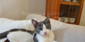 I 4 piccoli moschettieri gettati in un cassonetto ad Alfonsine poco dopo la nascita avranno giustizia.