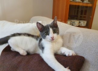 I 4 piccoli moschettieri gettati in un cassonetto ad Alfonsine poco dopo la nascita avranno giustizia.