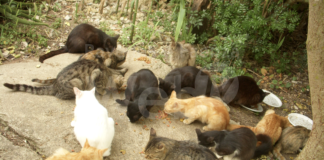 Ai volontari dell’Enpa sarà consentito occuparsi dei gatti della pialassa Baiona nonostante la chiusura del’area