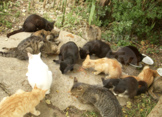 Ai volontari dell’Enpa sarà consentito occuparsi dei gatti della pialassa Baiona nonostante la chiusura del’area