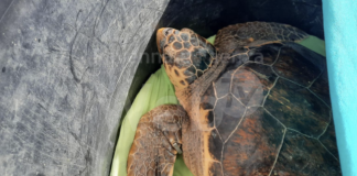 Catturata accidentalmente da una rete da pesca, la tartaruga Fernanda torna finalmente in mare