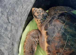 Catturata accidentalmente da una rete da pesca, la tartaruga Fernanda torna finalmente in mare