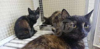 Un appello alla sterilizzazione dei gatti “contro il randagismo e gli abbandoni”