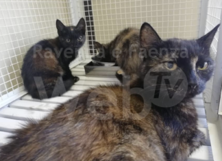 Un appello alla sterilizzazione dei gatti “contro il randagismo e gli abbandoni”