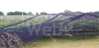 Coldiretti: Nubifragio con venti record e grandine si abbatte sui frutteti