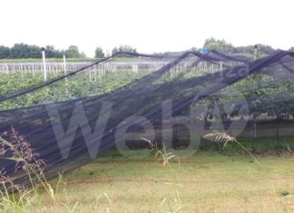 Coldiretti: Nubifragio con venti record e grandine si abbatte sui frutteti