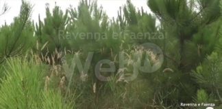 Punte Alberete, livello dell’acqua troppo alto: quali le possibili soluzioni