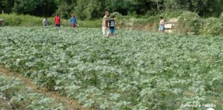 Una coltivazione di ocra a San Mamante per utilizzare l’agricoltura come sistema di integrazione