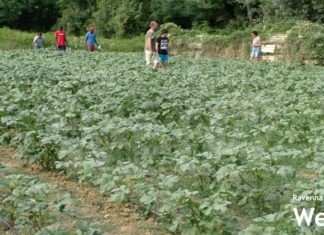 È ancora allarme siccità: autunno senza piogge, Coldiretti: “Preoccupati per le nuove semine”