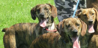 Casola Valsenio: Denunciato 54enne bracconiere