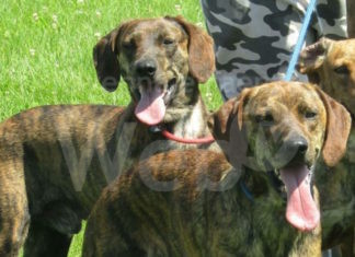 Casola Valsenio: Denunciato 54enne bracconiere