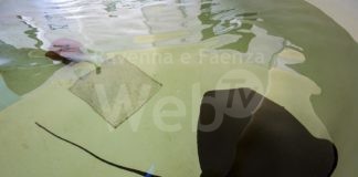 Decine di avvistamenti di trigoni viola sotto costa, le raccomandazioni di CESTHA