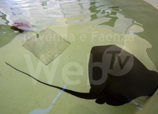 Decine di avvistamenti di trigoni viola sotto costa, le raccomandazioni di CESTHA