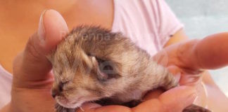 Enpa Lugo: Strage di abbandoni di cuccioli sul territorio