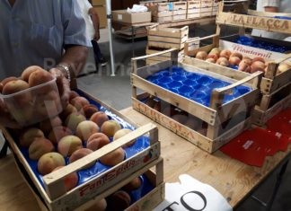 A Massa Lombarda per gustare la pesca “Buco incavato”