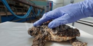 Comacchio: salvata tartaruga marina di 17 cm
