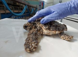 Comacchio: salvata tartaruga marina di 17 cm