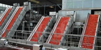 Pomodoro: raccolto il 38% del contrattato al Nord. Clima “insolito” accelera la maturazione