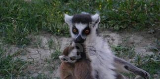 Un ferragosto all’insegna di nuove nascite al Safari Ravenna!