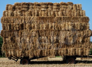 Folletti e spiriti di paglia a Cotignola, gli appuntamenti d’agosto di Primola
