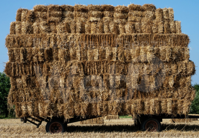 Schermata 2020-08-05 alle 12.39.55