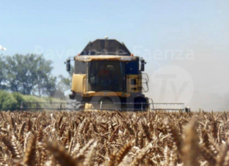 Cooperative Agricole Braccianti Ravenna: “2020, buone produzioni per i cereali”