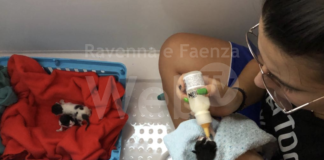 Tre cucciolate di gatti abbandonate all’alba vicino ad un passaggio a livello