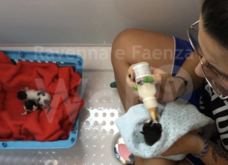 Tre cucciolate di gatti abbandonate all’alba vicino ad un passaggio a livello