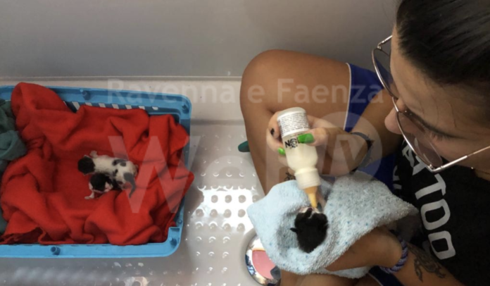 Schermata 2020-08-06 alle 16.09.15