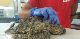 Continua l’emergenza spiaggiamenti di tartarughe marine