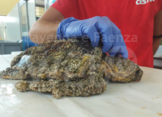 Continua l’emergenza spiaggiamenti di tartarughe marine