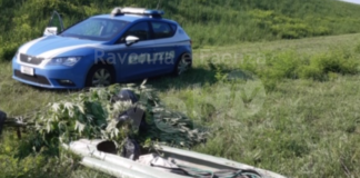 Coltivava marijuana sull’argine del fiume: arrestato