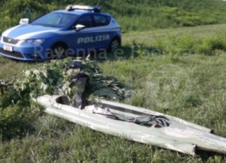 Coltivava marijuana sull’argine del fiume: arrestato
