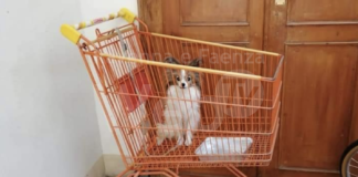 Faenza, una donna abbandona un cagnolino legandolo al carrello della spesa: denunciata