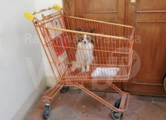 Faenza, una donna abbandona un cagnolino legandolo al carrello della spesa: denunciata