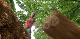 Cotignola: di balla in balla, le balle di Primola invadono la piazza