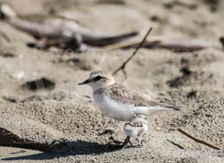Fratini alla foce del Bevano: ottime notizie e qualche episodio sgradevole, tra cui l’aggressione di una volontaria
