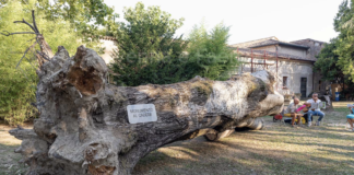 Bagnacavallo: venerdì al Parco delle Cappuccine una lettura per festeggiare il primo compleanno del “Monumento al cadere”
