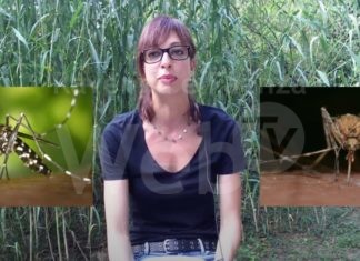 Unione: zanzare in pillole, tre video su come comportarsi e proteggersi