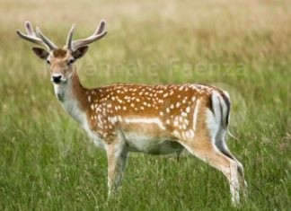 Daino rimane impigliato nella recinzione della pineta, intervengono i Vigili del Fuoco