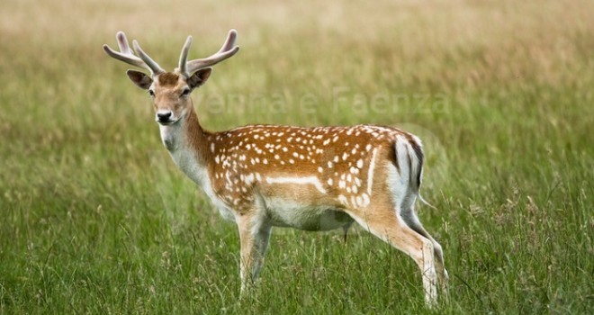 Fallow deer standing in the grass
