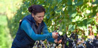 Al via un bando per le iniziative dei Consorzi Dop e Igp dell’agroalimentare