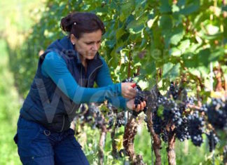 Recovery Fund: in agricoltura saranno finanziabili progetti attenti all’ambiente e alla qualità dei prodotti