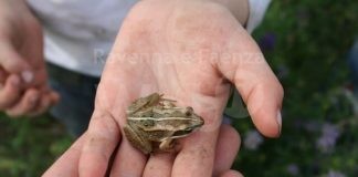 Enpa: “Ad ogni supermercato, corrisponde il sacrificio di aree verdi e piccoli animali”