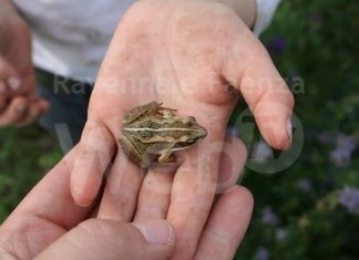 Enpa: “Ad ogni supermercato, corrisponde il sacrificio di aree verdi e piccoli animali”