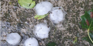 Grandine, chicchi di grosse dimensioni: ancora danni per l’agricoltura in Bassa Romagna e nel faentino